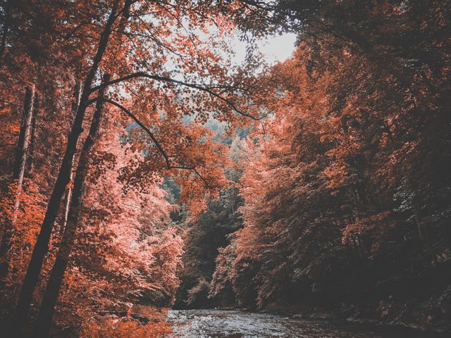 Autumn forest showcasing vibrant red and orange foliage around a gentle river, creating a picturesque and serene landscape. Ideal for use in nature magazines, fall travel brochures, seasonal greeting cards, wallpapers, and nature-themed websites to illustrate the beauty of seasonal change.