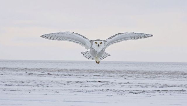 Gliding snowy owl flying low over frozen coastal plain with minimalist winter horizon