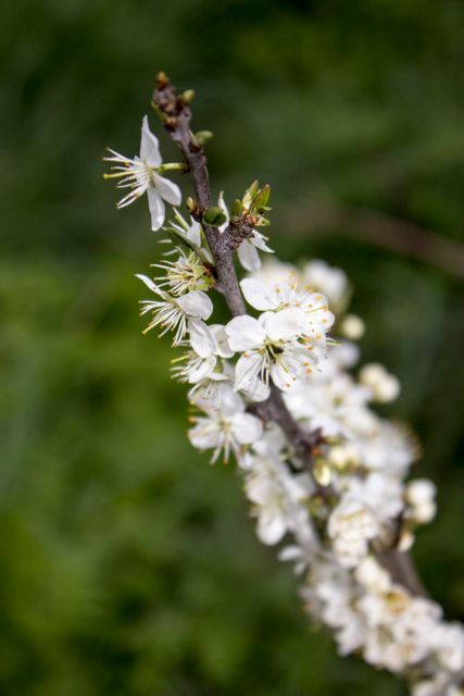 White Cherry Blossom Branch against Green Background - Download Free Stock Photos Pikwizard.com