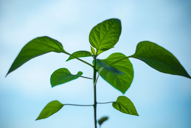 Focus on young plant's vibrant green leaves set against a clear blue sky, portraying growth and freshness. Suitable for use in nature presentations, environmental projects, agricultural content, and wellness blogs emphasizing new beginnings.