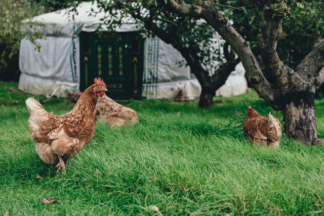 Chickens are grazing in a lush, green field with a traditional yurt in the background. The image highlights the concept of free-range farming and sustainable agricultural practices. It is suitable for topics related to organic farming, rural living, agritourism, and sustainable lifestyle. Ideal for use in articles, blogs, educational materials, and advertisements promoting eco-friendly agricultural methods.