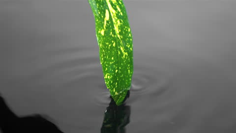 Green Leaf Emerging from Water Surface Creating Gentle Ripples