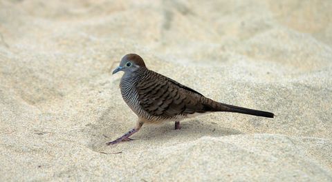 Zebra dove walking on soft sand with striped plumage and long tail coastal bird foraging