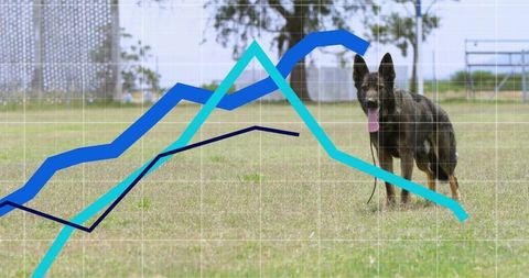 German shepherd in park with data visualization overlay