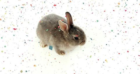 Fluffy gray bunny sitting among colorful confetti on clean white backdrop playful minimal