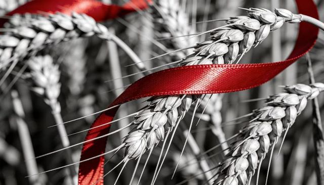 Red satin ribbon winding around wheat ears macro monochrome grain texture rustic