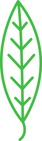 Simple Green Leaf Outline on Transparent Background - Download Free Stock Videos Pikwizard.com