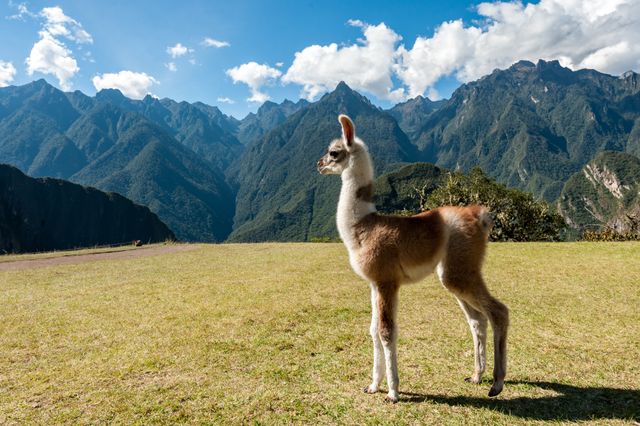 Baby llama stands on green meadow with majestic Andean mountains and blue sky in background. Ideal for content about South American wildlife, nature travels, and landscapes. Perfect for eco-tourism brochures, wildlife blogs, and travel articles.