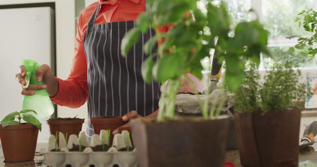 Person Tending Indoor Herb Garden and Spraying Plants - Download Free Stock Images Pikwizard.com