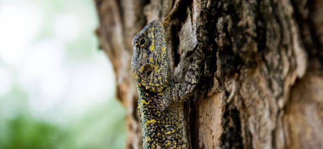 A lizard camouflages itself against rough tree bark, blending effectively with spots and patterns. Ideal for use in nature blogs, educational materials on wildlife and camouflage, backgrounds for ecological websites, or as a decorative natural art piece.