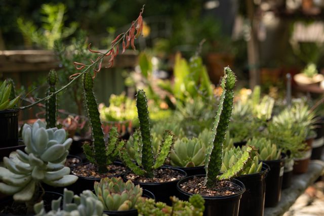 This image showcases a variety of green succulents in plastic pots, arranged in a sunny garden. Ideal for use in gardening blogs, botany articles, hobbyist magazines, or nature-themed websites. Perfect for illustrating topics related to plant care, outdoor gardening, and home decor with plants.