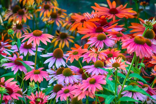 Vibrant Echinacea flowers in full bloom showcase the beauty of summer gardens. Ideal for use in gardening blogs, horticultural articles, seasonal greeting cards, and nature-themed designs. Perfect to illustrate concepts of biodiversity, plant care, and outdoor activities.