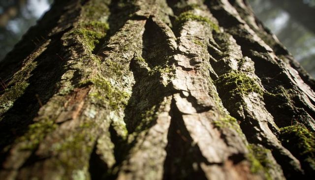 Close-up of deep fissured tree bark with moss and lichen catching dappled sunlight