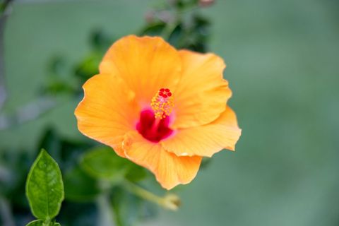 Vibrant orange hibiscus bloom close-up in garden setting