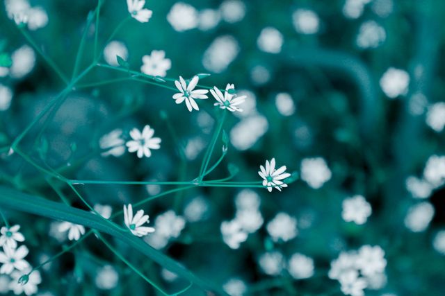 This image showcases delicate white wildflowers blooming in a lush meadow. The vibrant greenery highlights the pristine nature of the flowers. Perfect for use in nature-themed projects, garden designs, environmental campaigns, or as a calming background.