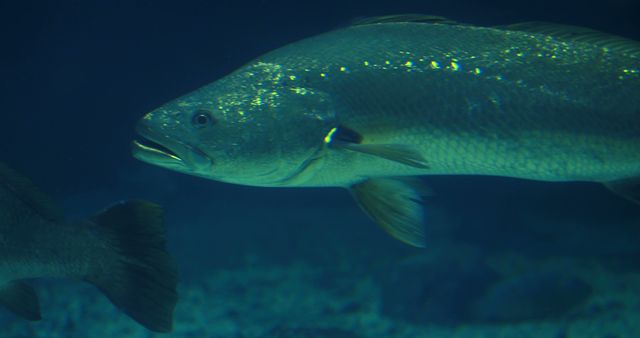A large fish with shimmering scales swims in the tranquil blue waters of an aquarium. Its presence offers a glimpse into the diverse and fascinating underwater world.
