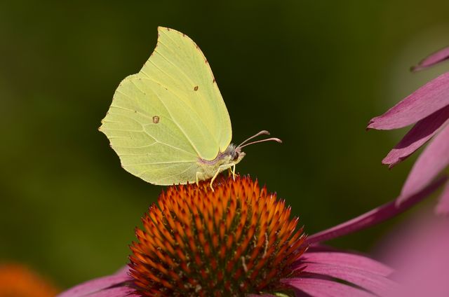 Yellow brimstone butterfly resting on a vibrant orange and magenta coneflower, captured in a natural garden setting. Perfect for use in nature-themed projects, educational materials about butterflies and pollination, or seasonal campaigns highlighting summer or garden beauty.