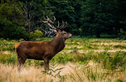 Majestic red deer stag standing in golden meadow with impressive antlers and forest backdrop