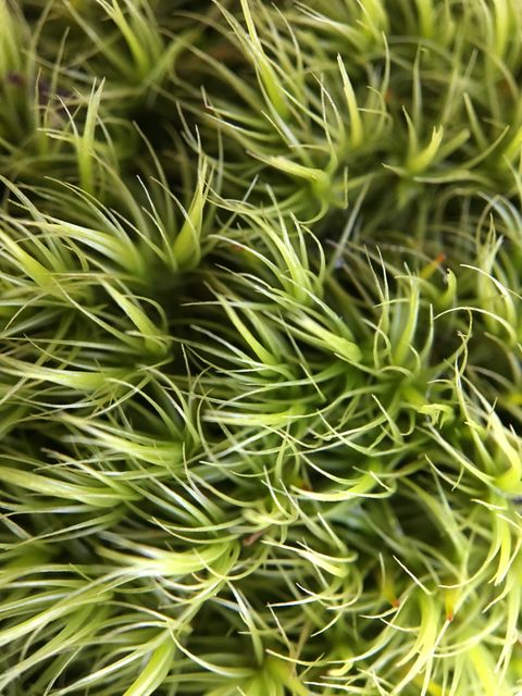 Close-Up of Vibrant Green Moss Plants - Download Free Stock Photos Pikwizard.com