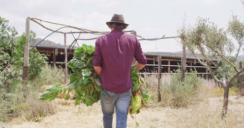 Farmer carrying large bunches of leafy greens across dry farm wearing hat and plaid shirt