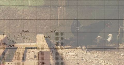 Hen and chicks on farm with financial growth overlay