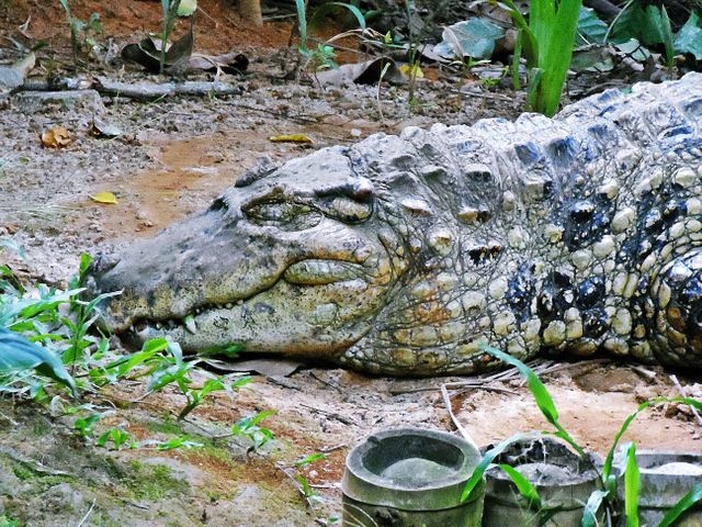 Close-up of a crocodile sleeping on the ground in its natural habitat. Suitable for educational materials, wildlife documentaries, conservation campaigns, and nature blogs.