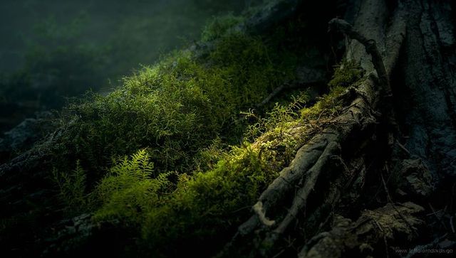 Sunlit moss and fern fronds glowing on gnarled tree roots in misty forest understory