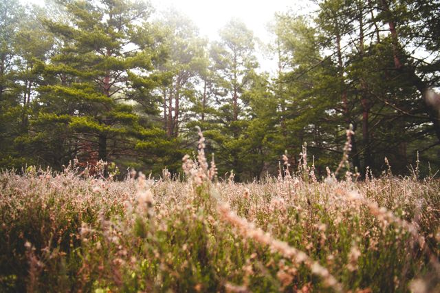 This image features a lush forest scene with tall pine trees bathed in soft sunlight. The foreground showcases a meadow of wildflowers, adding a touch of color to the verdant backdrop. Ideal for nature-related content, eco-tourism promotions, or publications focusing on gardening and wildlife. The serene and tranquil setting evokes a sense of peace and can be used for designs requiring a natural touch.