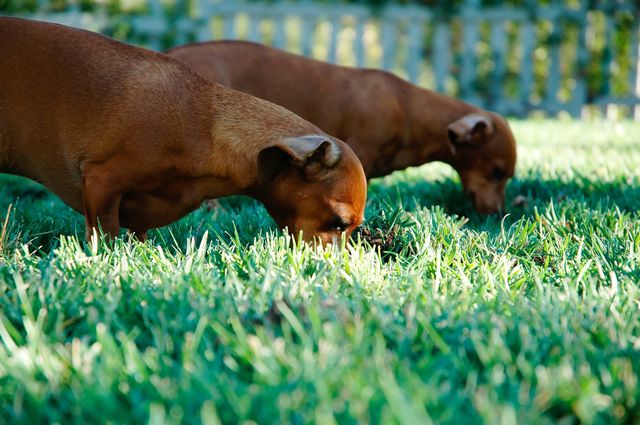 This image depicts two brown dachshunds curiously sniffing the grass in a sunlit garden. It captures a moment of exploration and play in a natural setting, ideal for use in pet care marketing, blogs about outdoor activities with dogs, or materials promoting the joy of being a dog owner.