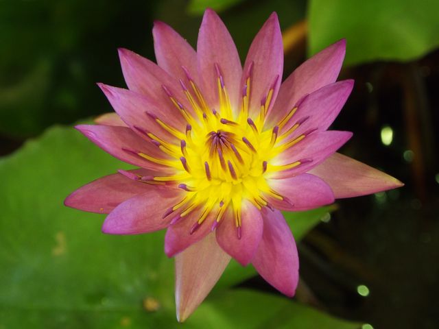 A vibrant pink water lily is blooming against the backdrop of green leaves. This common pond flora brightens up garden ponds and natural water bodies. Perfect for use in gardening blogs, nature photography, floral decor, and print design projects.