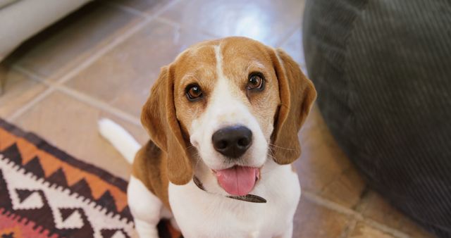 A happy beagle dog sits indoors, looking up with a joyful expression, with copy space. Its bright eyes and wagging tail suggest it's ready for playtime or a treat.