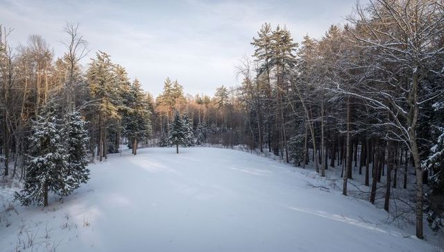 Sunlight softening snowy clearing surrounded by pine and deciduous trees at dawn