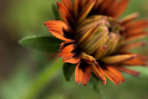 Macro of Rust-Orange Bloom Opening with Textured Petals and Soft Green Bokeh Background