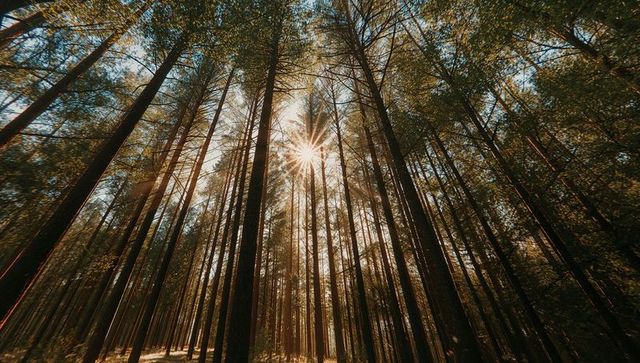 Sunlight through tall pines in serene woodland forest