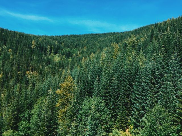 Dense evergreen forest stretching over rolling hills, illuminated by sunlight under a clear blue sky. Ideal for use in nature documentaries, travel brochures, environmental campaigns, or backgrounds in nature-themed designs.