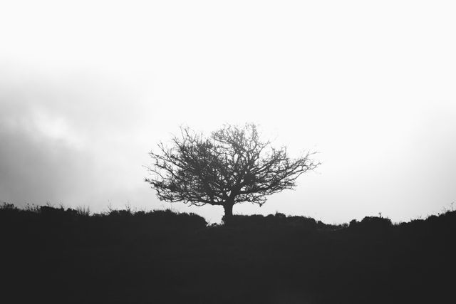 Lonely Tree in Black and White Landscape - Download Free Stock Photos Pikwizard.com