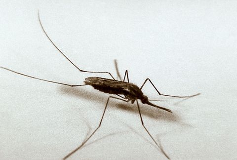 Close-up of Flying Mosquito with Long Legs