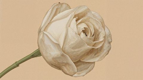 Delicate White Rose on Beige Background