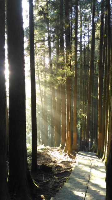 Sunlight filters through tall trees in a dense forest, illuminating a wooden pathway. Ideal for use in nature-themed content, promoting outdoor activities, calmness, meditation, and travel destination guides focused on serene landscapes.