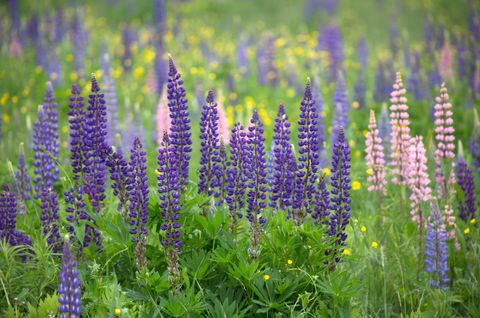 Colorful summer meadow with lupines and wildflowers
