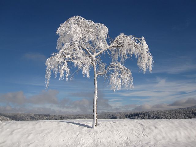 Perfect for winter-themed promotions, environmental campaigns, nature calendars, and landscape photography collections. Highlights the serene beauty of winter and the isolation of a single snow-covered tree against a bright blue sky.