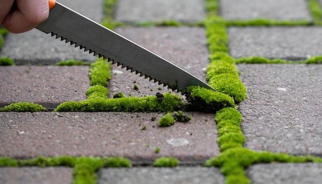 Removing moss from patio pavers using serrated saw, close-up gardening maintenance