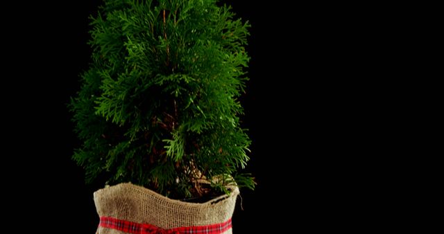 Small Pine Tree in Burlap Wrapper with Red Plaid Ribbon - Download Free Stock Images Pikwizard.com