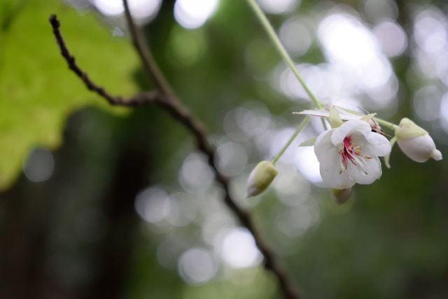 This image shows a close-up of a delicate white flower blooming on a branch against a soft-focus green background. Ideal for use in articles, posters, or websites about nature, gardening, peace, and serenity. It can also serve as a visual for botany-related content or as a calming background for digital or printed material.