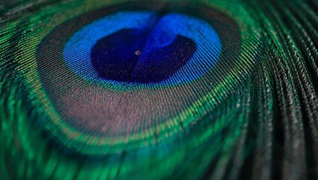 Iridescent peacock feather macro with detailed colors