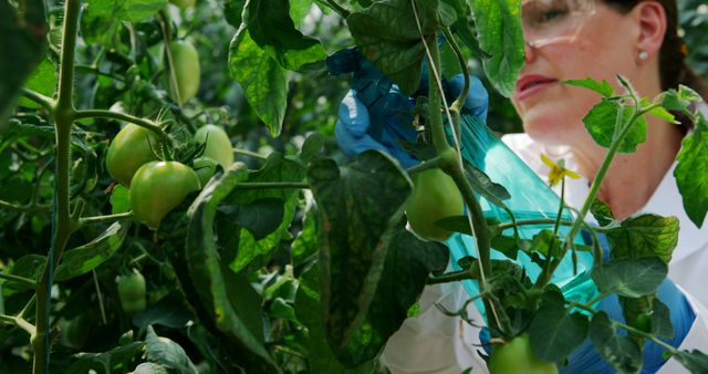 Scientist conducting inspection of tomato plants for potential diseases or pests in greenhouse environment. Ideal for illustrating agricultural research, plant pathology studies, organic farming practices, scientific research, environmental science, and educational materials on plant health.