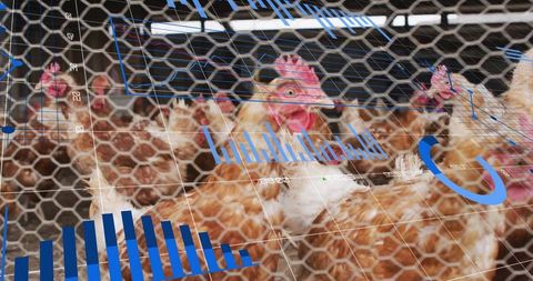 Poultry farming meets data analytics: tracking efficiency in agriculture