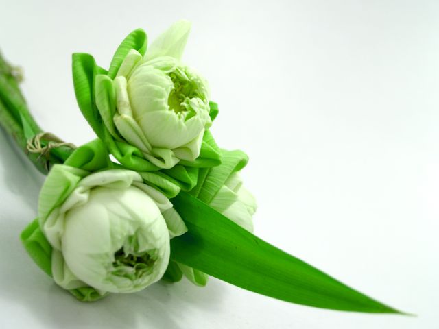 White lotus buds arranged on green stems with leaves against white background, creating serene and calming aesthetic. Perfect for use in floral design, meditation spaces, wellness and spa promotions, and botanical prints.