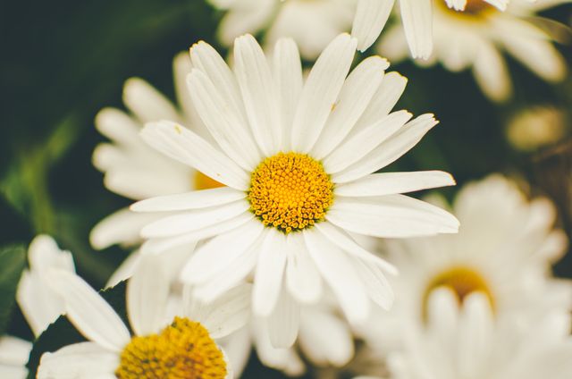 This image shows a close-up view of white daisies with yellow centers in full bloom. Perfect for nature-themed designs, floral blogs, gardening websites, or any project celebrating spring and natural beauty.