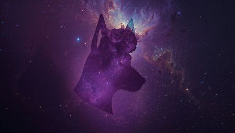 Galactic Dog Silhouette with Purple Nebula Halo, Cosmic Canine Head in Profile
